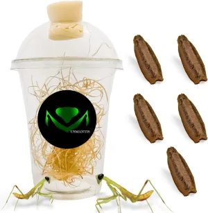 Carolina Praying Mantis Egg Cases Hatching Habitat Cup (Pack of Five Eggs) - Package Comes with a Transparent Habitat Cup, Each Egg Case Produces Approximately 50 to 200 Baby Nymphs mantises