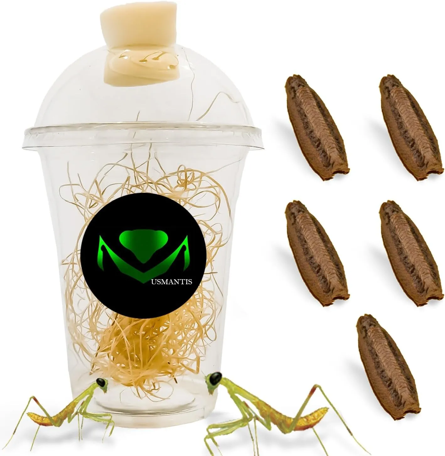 Carolina Praying Mantis Egg Cases Hatching Habitat Cup (Pack of Five Eggs) - Package Comes with a Transparent Habitat Cup, Each Egg Case Produces Approximately 50 to 200 Baby Nymphs mantises