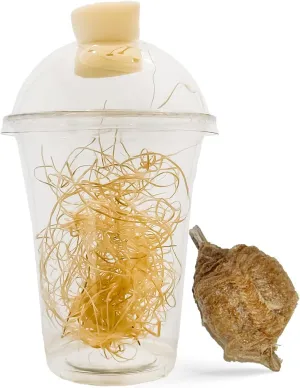 Chinese Praying Mantis Ootheca Egg Case with Hatching Habitat Transparent Cup - One Egg Case - Beneficial for Stem Education and Gardening, Egg Case Produces Approximately up to 400 Baby Nymphs