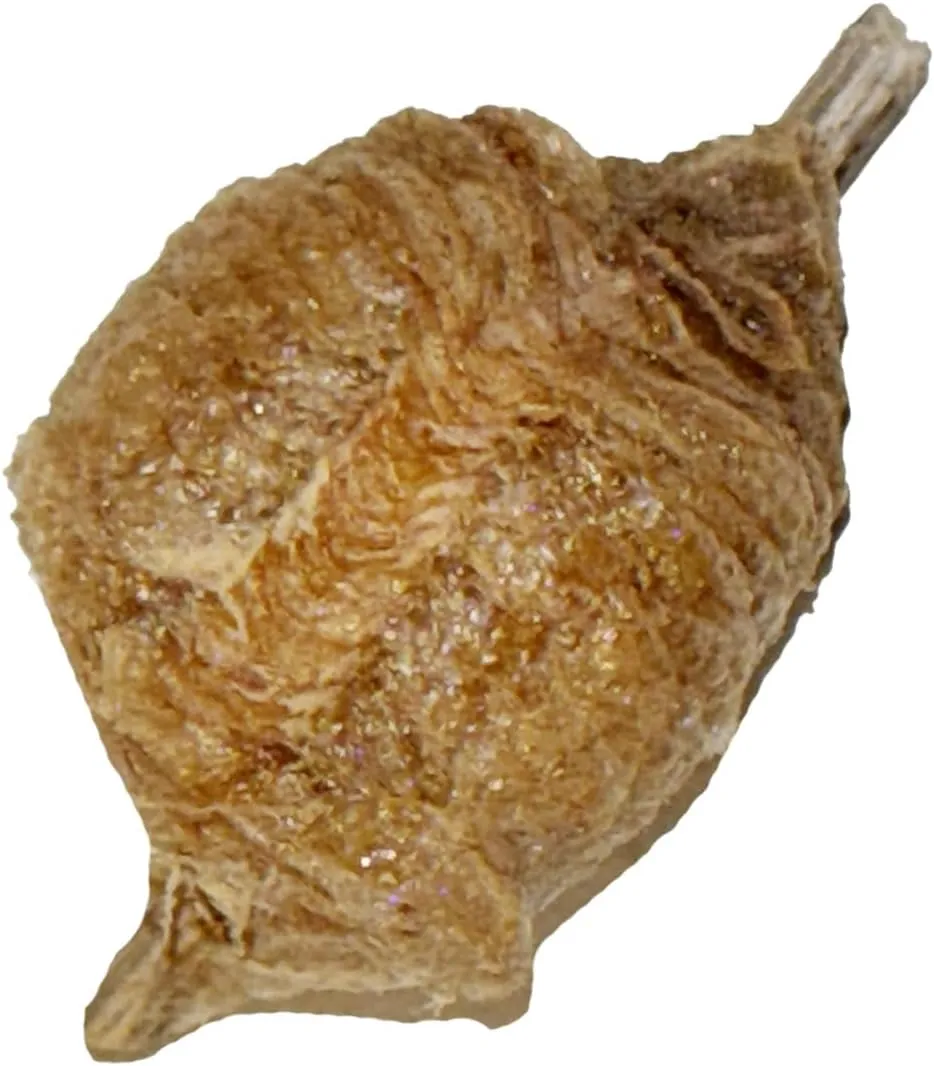 Praying Mantis Ootheca Egg Case with Hatching Habitat Bag (2 Egg Case) - Stem Education Comes with a Transparent Window Bag, Egg Case Produces Approximately up to 400 Baby Nymphs (T Sinensis)