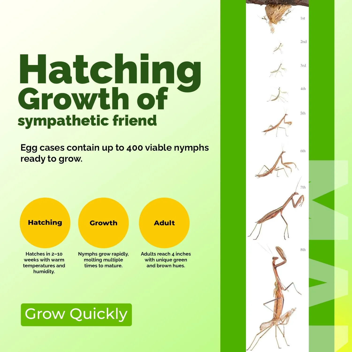 Praying Mantis Ootheca Egg Case with Hatching Habitat Bag (2 Egg Case) - Stem Education Comes with a Transparent Window Bag, Egg Case Produces Approximately up to 400 Baby Nymphs (T Sinensis)