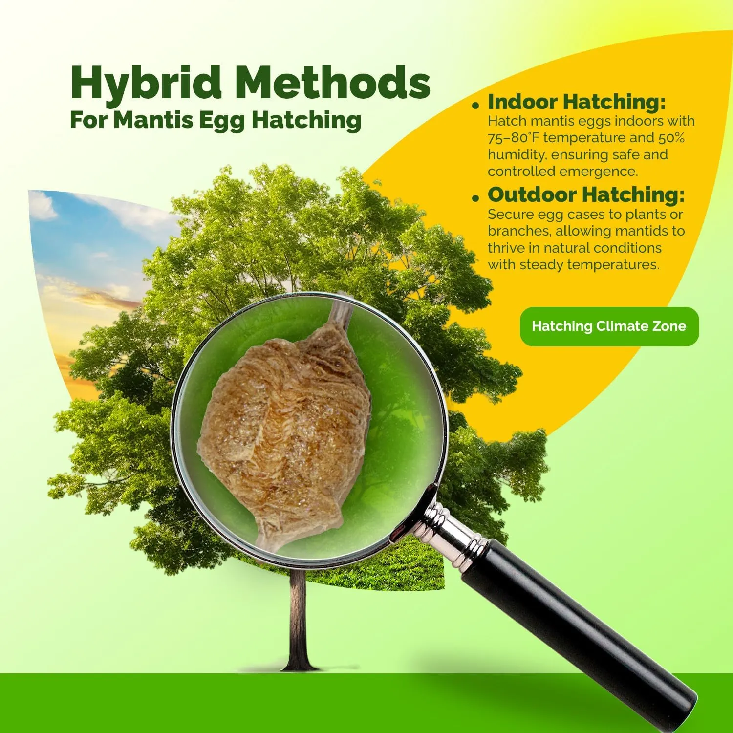 Praying Mantis Ootheca Egg Case with Hatching Habitat Bag (2 Egg Case) - Stem Education Comes with a Transparent Window Bag, Egg Case Produces Approximately up to 400 Baby Nymphs (T Sinensis)