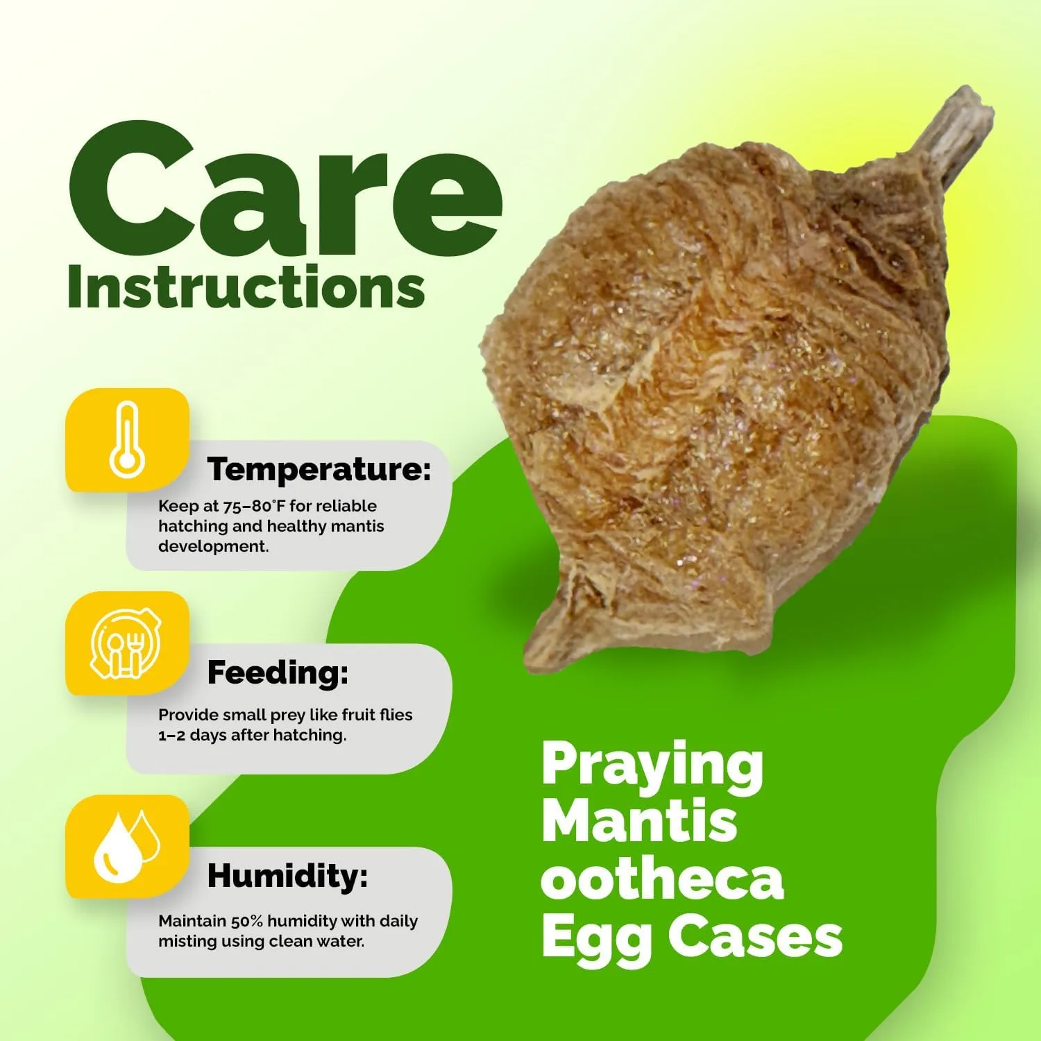 Praying Mantis Ootheca Egg Case with Hatching Habitat Bag (2 Egg Case) - Stem Education Comes with a Transparent Window Bag, Egg Case Produces Approximately up to 400 Baby Nymphs (T Sinensis)