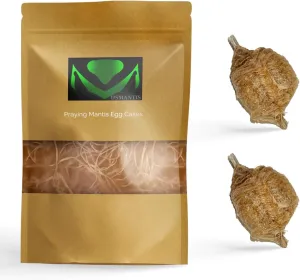 Praying Mantis Ootheca Egg Case with Hatching Habitat Bag (2 Egg Case) - Stem Education Comes with a Transparent Window Bag, Egg Case Produces Approximately up to 400 Baby Nymphs (T Sinensis)