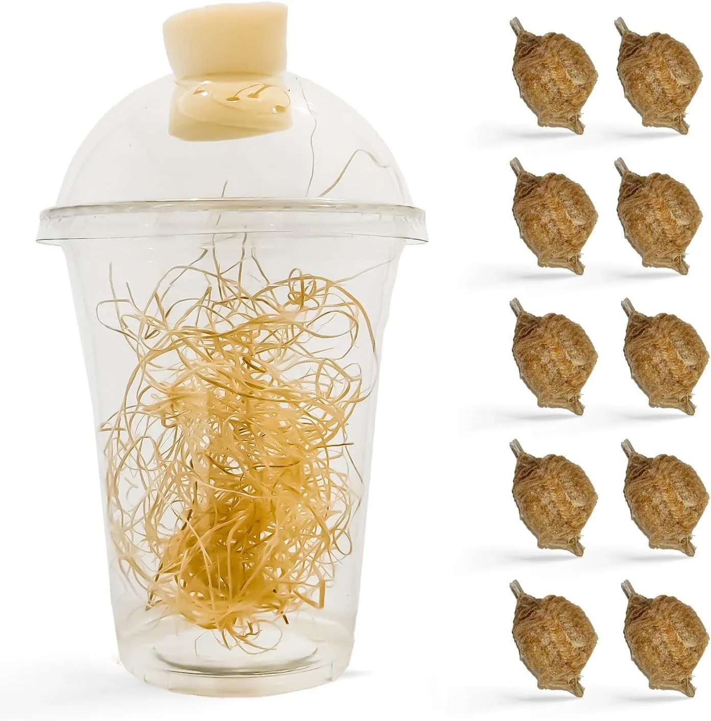 Praying Mantis Ootheca Egg Case with Hatching Habitat Cup (Ten Egg Case) - Stem Education, Comes with a Transparent Habitat Cup, Egg Case Produces Approximately up to 400 Baby Nymphs (T Sinensis)