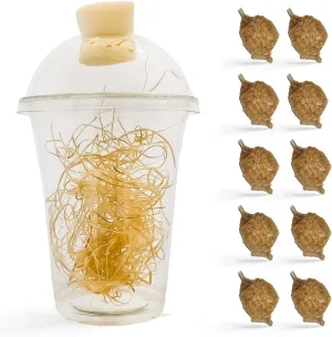 Praying Mantis Ootheca Egg Case with Hatching Habitat Cup (Ten Egg Case) - Stem Education, Comes with a Transparent Habitat Cup, Egg Case Produces Approximately up to 400 Baby Nymphs (T Sinensis)