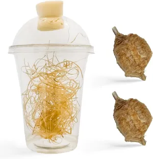 Praying Mantis Ootheca Egg Case with Hatching Habitat Cup (TwoEgg Case) - Stem Education, Comes with a Transparent Habitat Cup, Egg Case Produces Approximately up to 400 Baby Nymphs (T Sinensis)