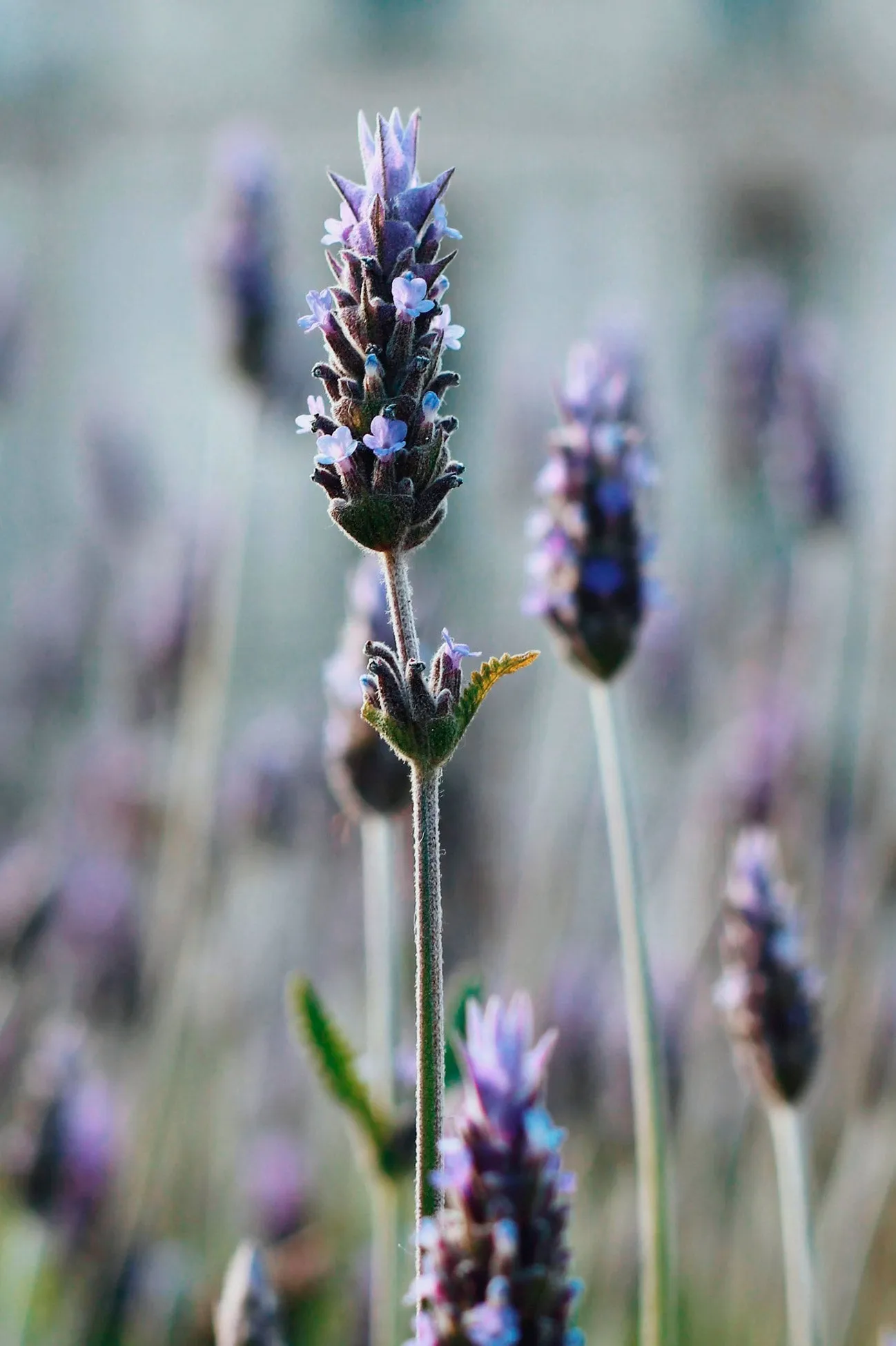 WHOLESALE Lavender Aloe Lotion CASE